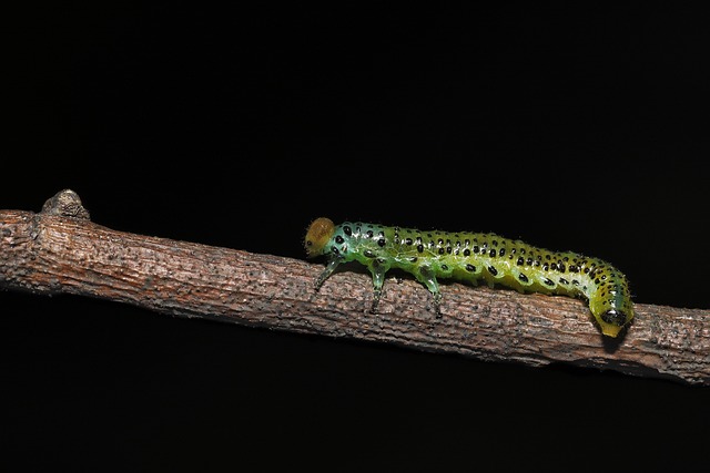 plato saludable con proteínas verduras y carbohidratos para deportistas